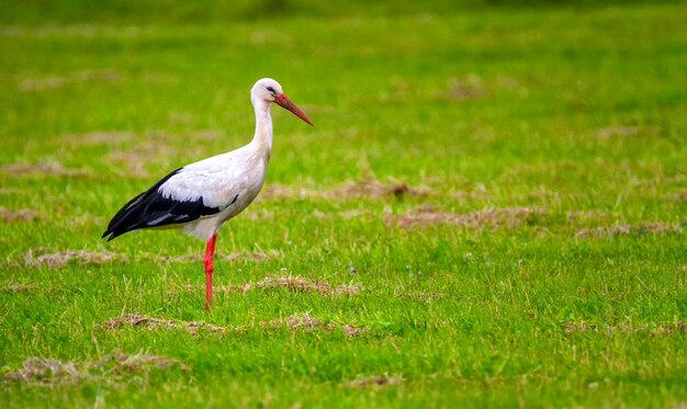 View of a bird on grass