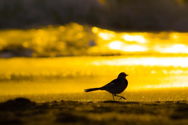 Foto veduta di un uccello sulla terraferma contro il cielo al tramonto