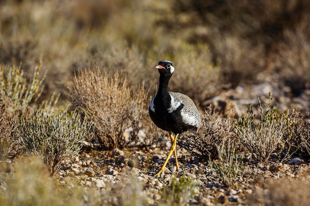 Photo view of bird on land