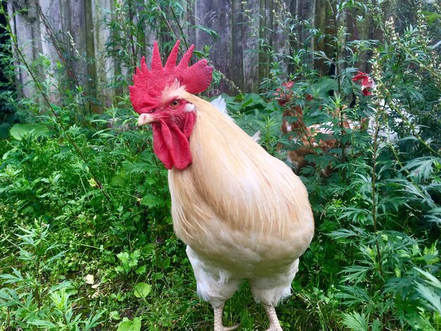 View of a bird on land