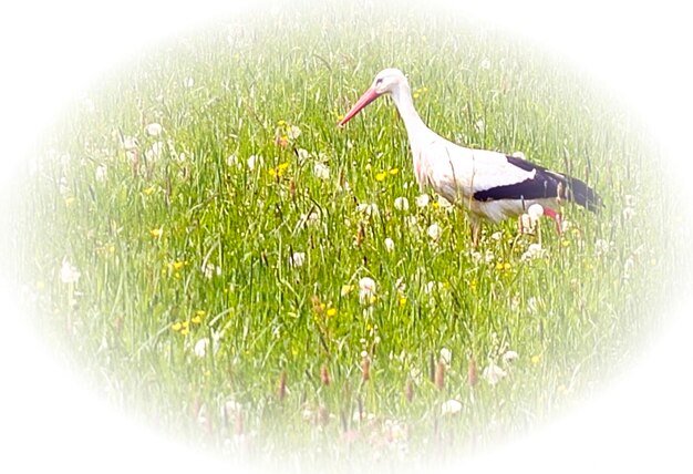 View of bird on land