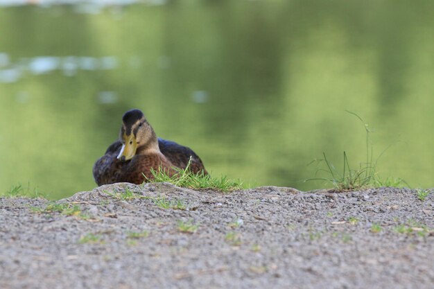 View of a bird on land