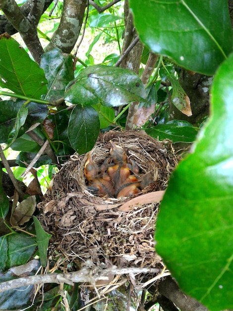 View of bird in nest