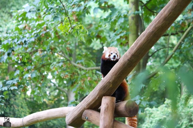 View of bird perching on branch