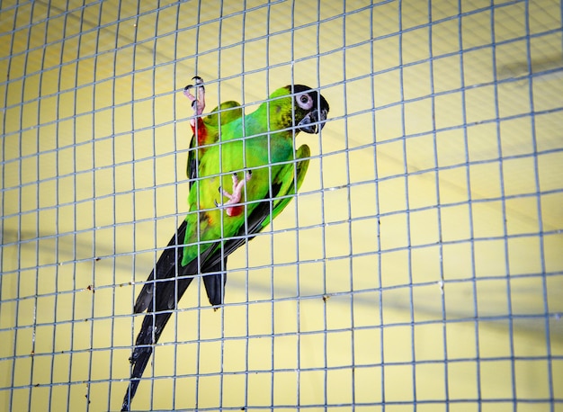 Photo view of bird perching in cage