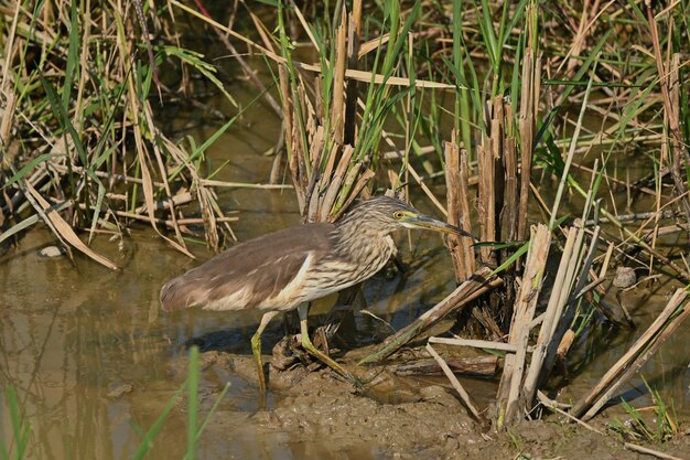 View of bird perching on grass