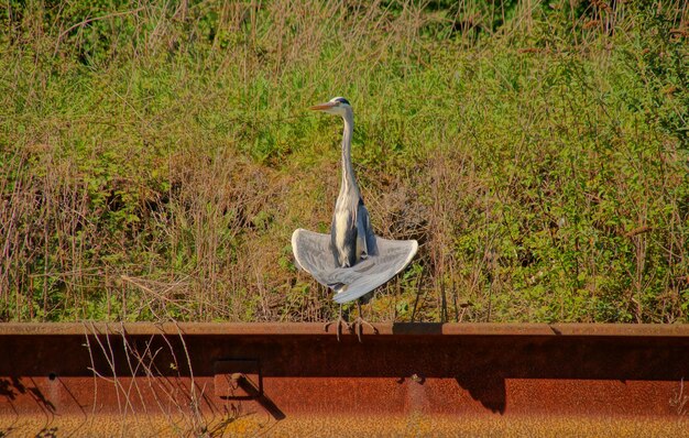 View of bird perching on railing