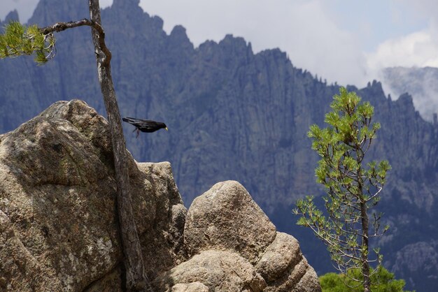 Foto veduta di un uccello appoggiato su una roccia