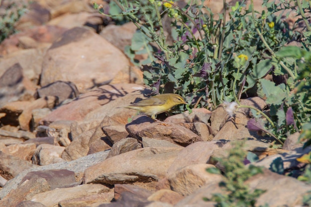 Foto veduta di un uccello appoggiato su una roccia