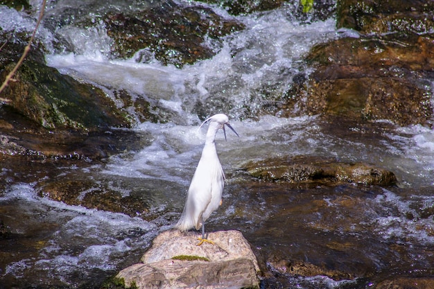 岩の上に座っている鳥の景色