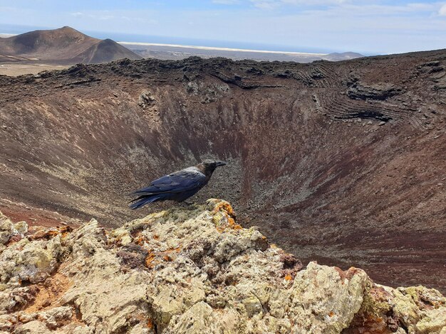 Photo view of bird perching on volcano crater