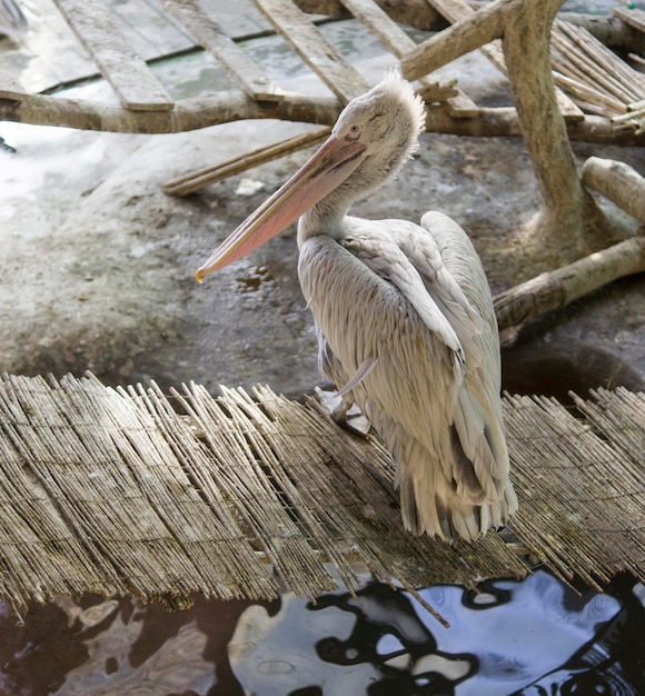 View of bird perching on wooden post