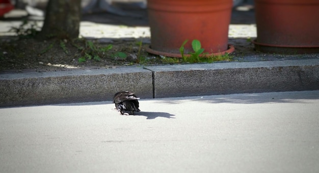 Photo view of bird on road