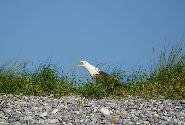 Photo view of bird on rock against sky