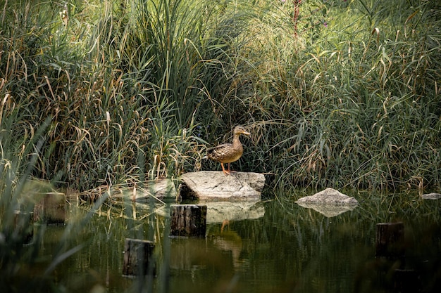 View of bird on rock by lake