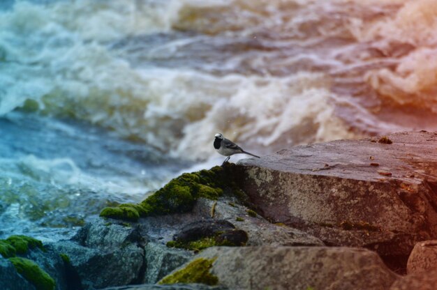 Photo view of  bird on rock