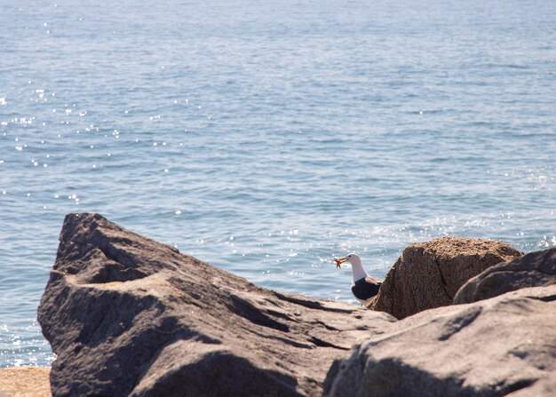 Photo view of a bird on rock