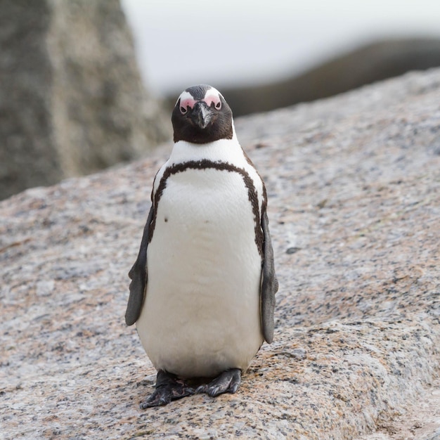 Photo view of a bird on rock