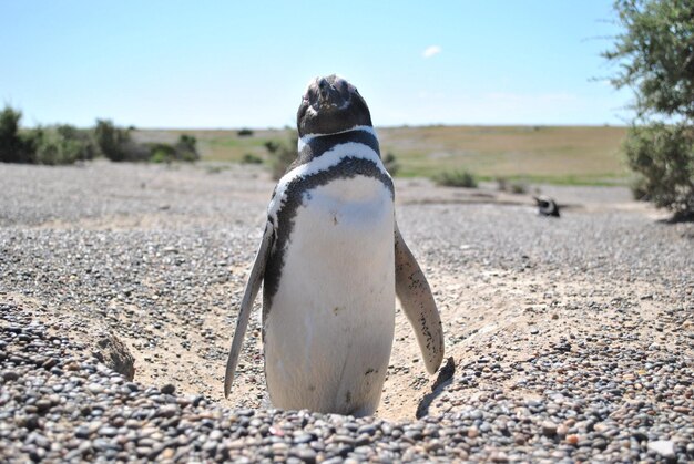 Photo view of a bird on sand