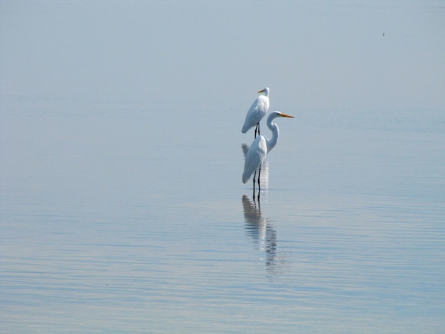 Photo view of a bird on the sea