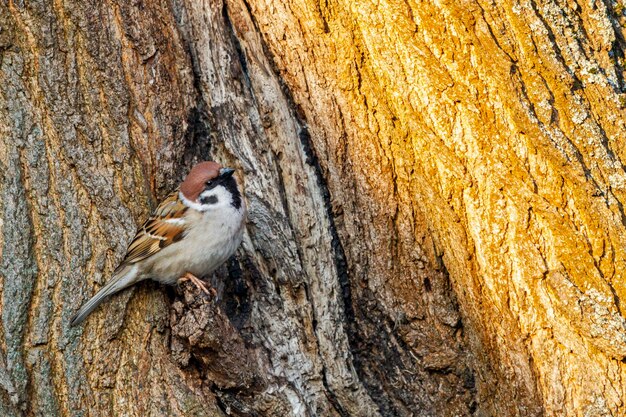 View of a bird on tree trunk