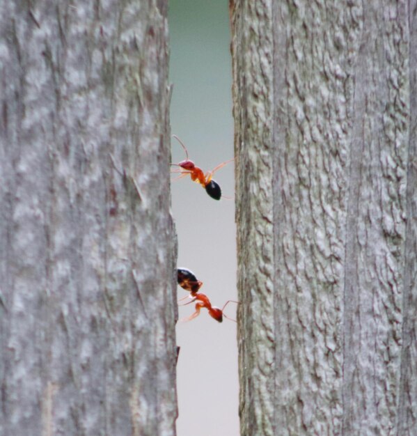 View of a bird on tree trunk