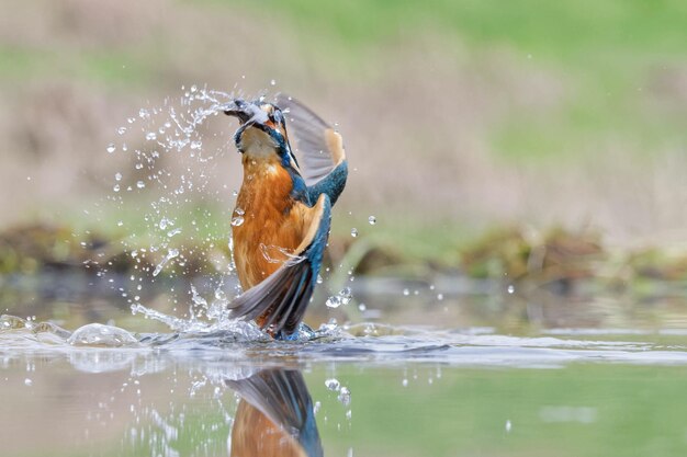 Foto vista di un uccello in acqua