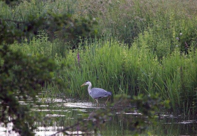 Photo view of a bird in water