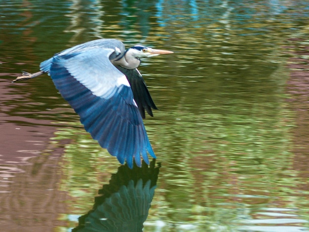 Foto veduta di un uccello in acqua