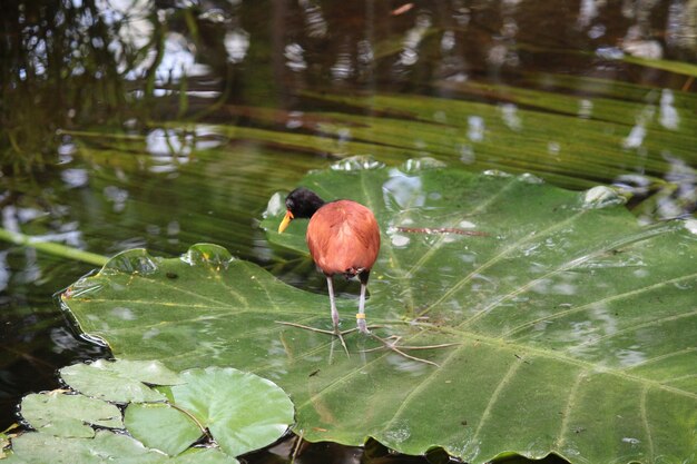 Photo view of bird with leaves floating in lake