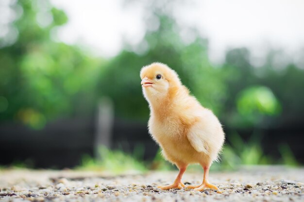 Photo view of a bird