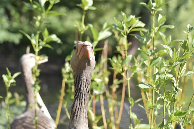 Photo view of a bird