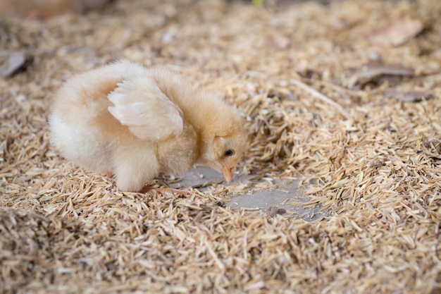 Photo view of a bird