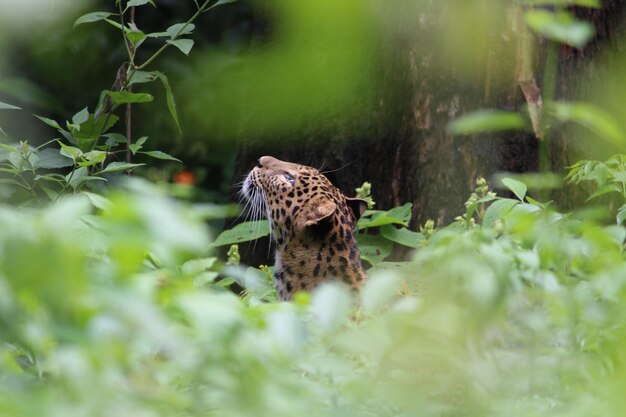 Photo view of a bird