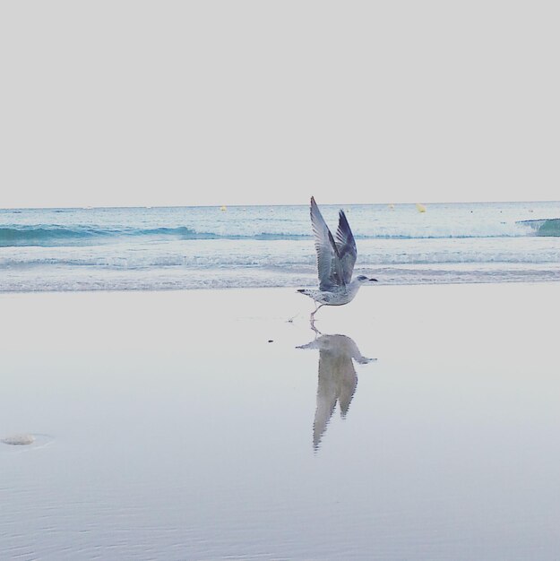 Photo view of birds on beach against clear sky