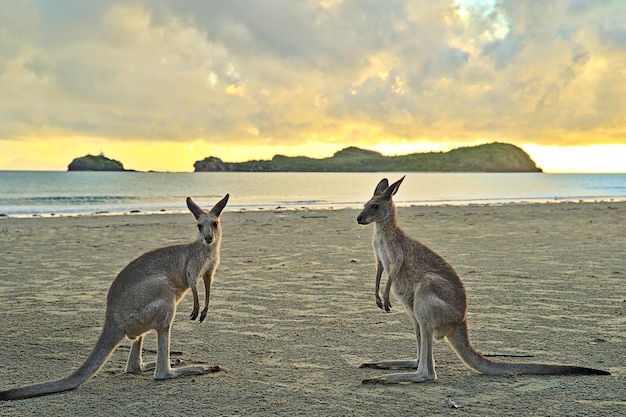 View of birds on beach against sky during sunset