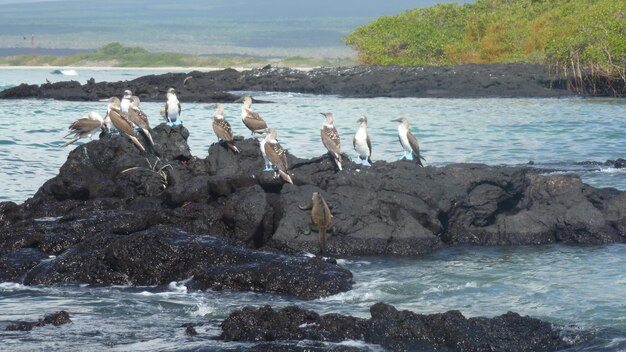 View of birds on beach