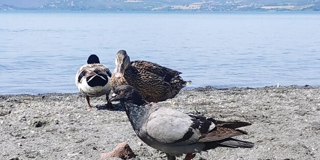 View of birds on beach