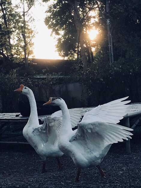 View of birds by the lake