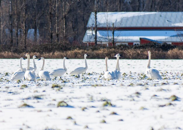 Photo view of birds by the lake