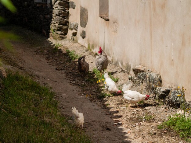 View of birds by the wall