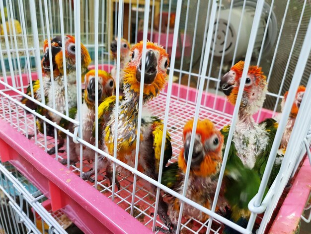 Foto veduta degli uccelli in gabbia