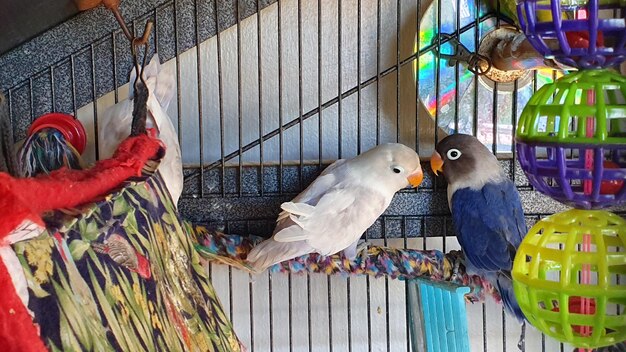 View of birds in cage