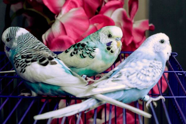 View of birds in cage