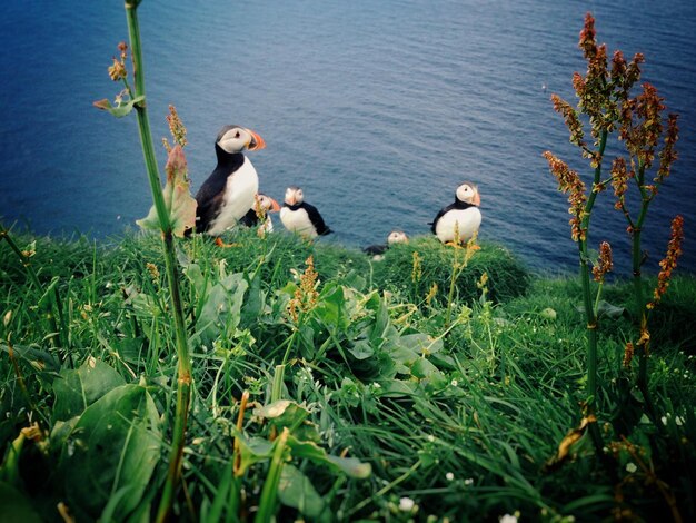 Photo view of birds in calm lake