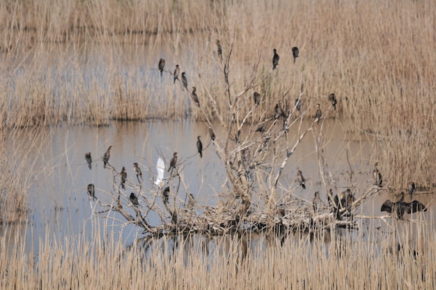 Photo view of birds on dry grass