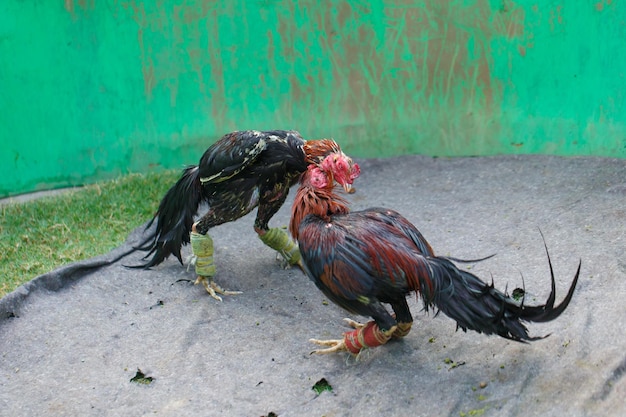 View of birds eating