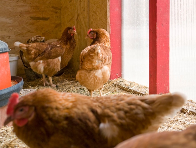 Photo view of birds in farm