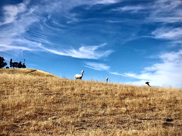 View of birds on field against sky