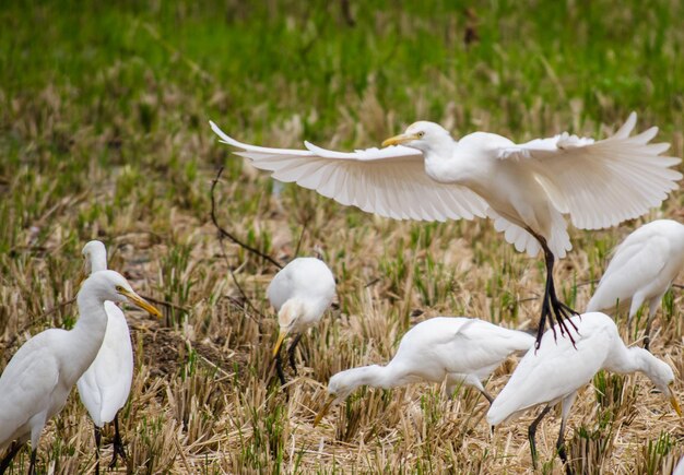 Photo view of birds on field